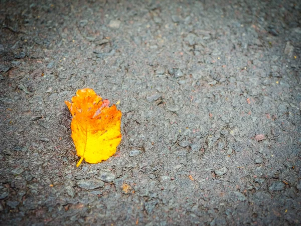 La hoja amarilla caída desconocida en la calle que camina en el Jeju —  Fotos de Stock