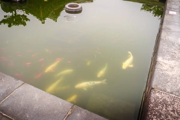 Fish pond in Jeju Mokgwana, the oldest remaining building in Jeju for former central government office where the Joseon Period Magistrate of Jeju from 1392 to 1910 — Stock Photo, Image