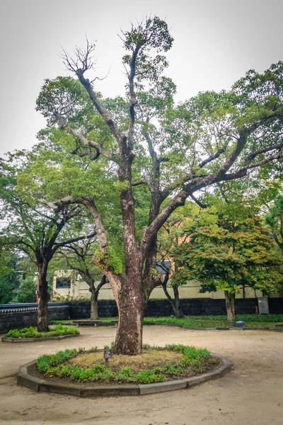 Árbol desconocido en Jeju Mokgwana, el edificio restante más antiguo de Jeju para la antigua oficina del gobierno central donde el Magistrado del Período Joseon de Jeju de 1392 a 1910 —  Fotos de Stock