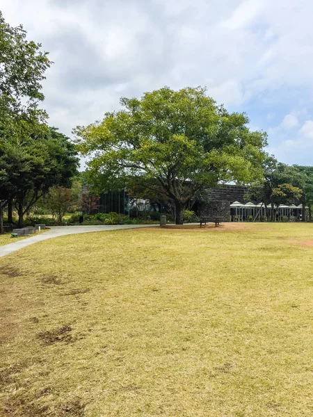 O jardim de campo de grama do museu de chá Osulloc ao ar livre com árvore — Fotografia de Stock