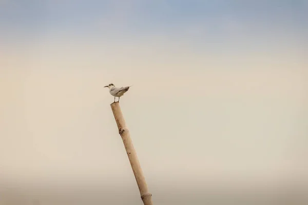 Une mouette perchée sur un poteau de bambou dans la ferme à coques — Photo