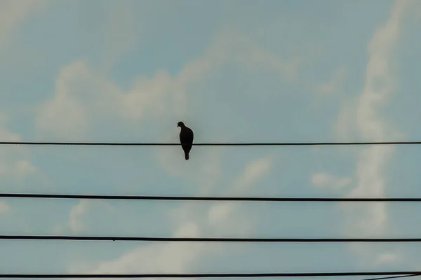 Pigeon silhouette perché sur le câble électrique dans le ciel bleu — Photo