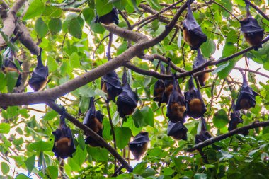 Yarasalar baş aşağı asılı, Lyle 'ın uçan tilki, Pteropus vampiryrus, 