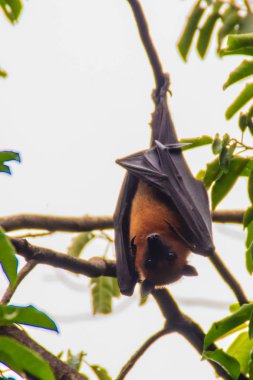 Yarasa baş aşağı asılı. Lyle 'ın uçan tilkisi, Pteropus vampiryrus