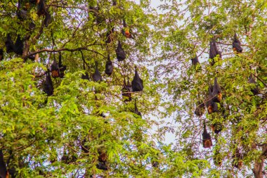 Yarasalar baş aşağı asılı, Lyle 'ın uçan tilki, Pteropus vampiryrus, 