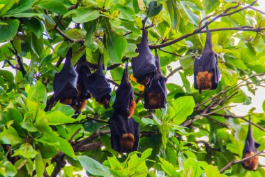Yarasalar baş aşağı asılı, Lyle 'ın uçan tilki, Pteropus vampiryrus, 
