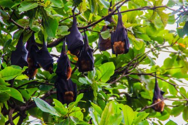 Yarasalar baş aşağı asılı, Lyle 'ın uçan tilki, Pteropus vampiryrus, 
