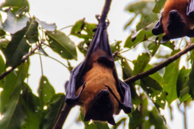 Yarasa baş aşağı asılı. Lyle 'ın uçan tilkisi, Pteropus vampiryrus