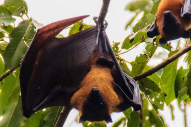 Yarasa baş aşağı asılı. Lyle 'ın uçan tilkisi, Pteropus vampiryrus