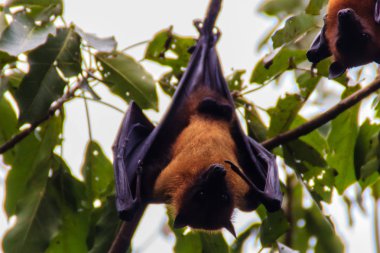 Yarasa baş aşağı asılı. Lyle 'ın uçan tilkisi, Pteropus vampiryrus