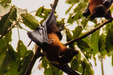 Yarasa baş aşağı asılı. Lyle 'ın uçan tilkisi, Pteropus vampiryrus