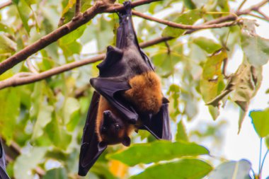 Yarasa baş aşağı asılı. Lyle 'ın uçan tilkisi, Pteropus vampiryrus