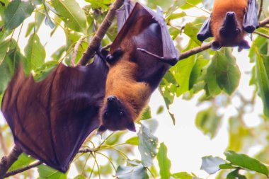 Yarasa baş aşağı asılı. Lyle 'ın uçan tilkisi, Pteropus vampiryrus