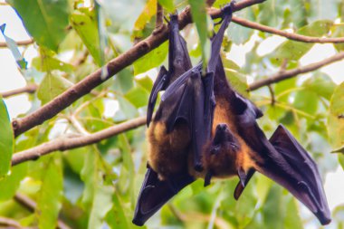 Yarasa baş aşağı asılı. Lyle 'ın uçan tilkisi, Pteropus vampiryrus