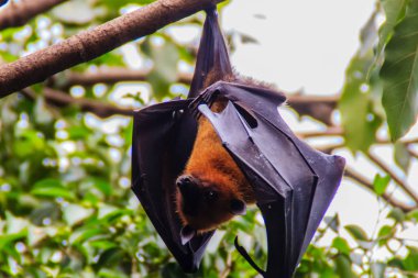Yarasa baş aşağı asılı. Lyle 'ın uçan tilkisi, Pteropus vampiryrus