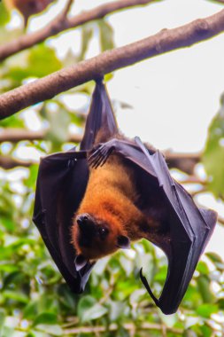 Yarasa baş aşağı asılı. Lyle 'ın uçan tilkisi, Pteropus vampiryrus