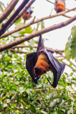 Yarasa baş aşağı asılı. Lyle 'ın uçan tilkisi, Pteropus vampiryrus