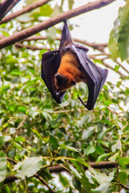 Yarasa baş aşağı asılı. Lyle 'ın uçan tilkisi, Pteropus vampiryrus