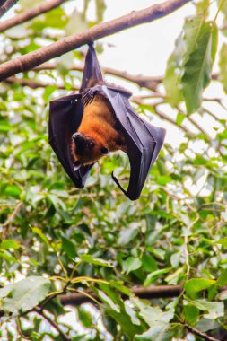 Yarasa baş aşağı asılı. Lyle 'ın uçan tilkisi, Pteropus vampiryrus