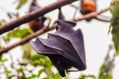 Yarasa baş aşağı asılı. Lyle 'ın uçan tilkisi, Pteropus vampiryrus