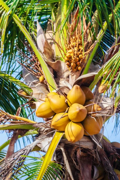Удивительные кокосовое дерево, что его бункеры и орехи желтые — стоковое фото