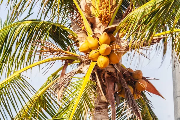 Удивительные кокосовое дерево, что его бункеры и орехи желтые — стоковое фото