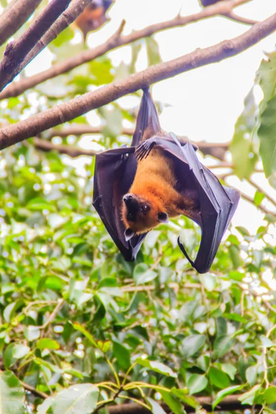 Летюча миша висить догори дном. Лайл ' s Flying Fox, Pteropus vetyrus — стокове фото