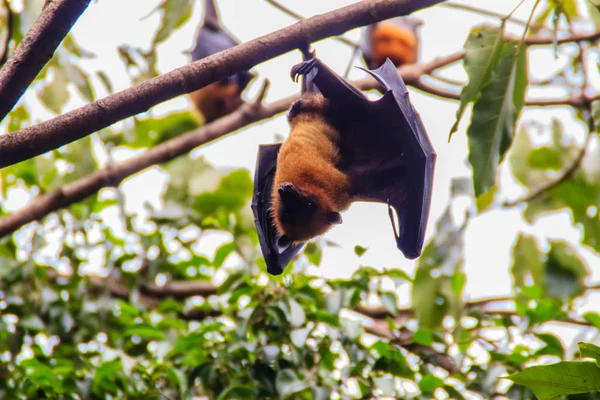 Morcego pendurado de cabeça para baixo. Raposa voadora do Lyle, Pteropus vampyrus — Fotografia de Stock