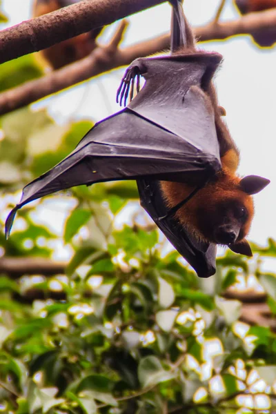 Morcego pendurado de cabeça para baixo. Raposa voadora do Lyle, Pteropus vampyrus — Fotografia de Stock