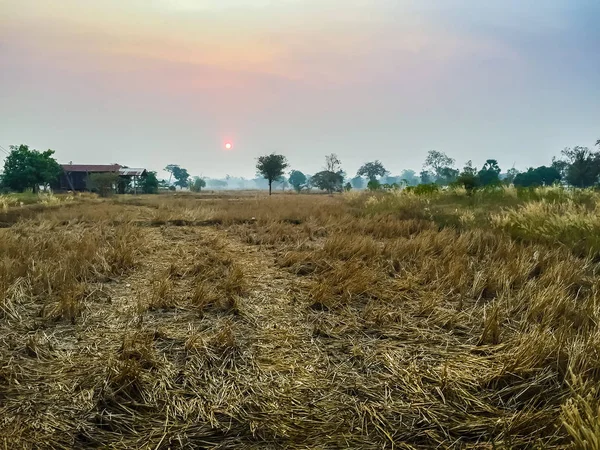 Çiftlik evinde pirinç alan gündoğumu sabah ile — Stok fotoğraf