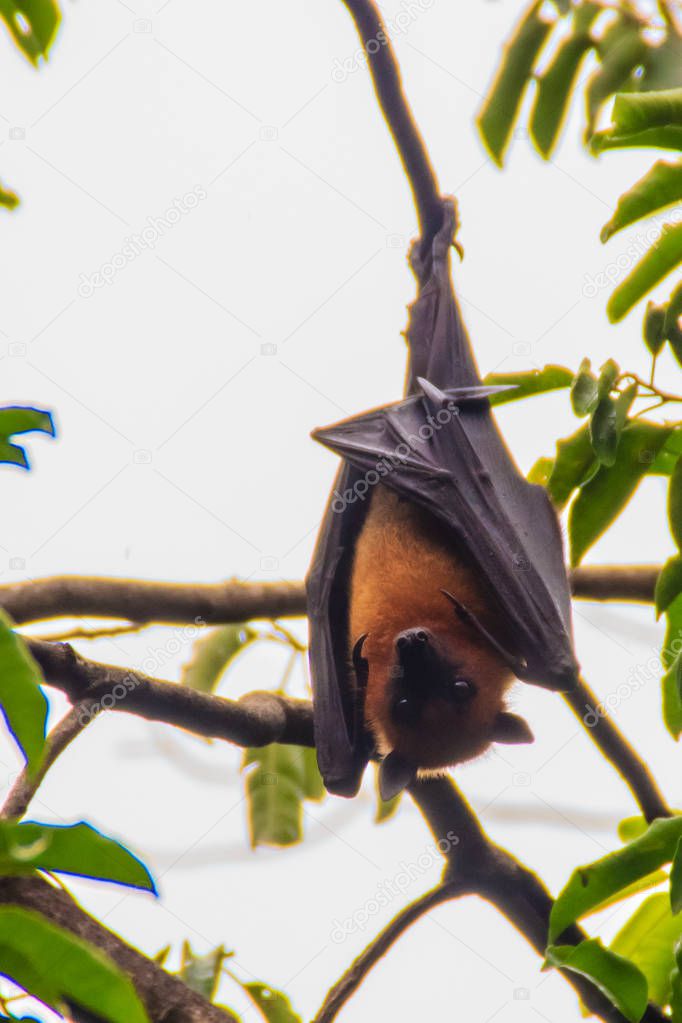 Bat hanging upside down. Lyle's flying fox,  Pteropus vampyrus