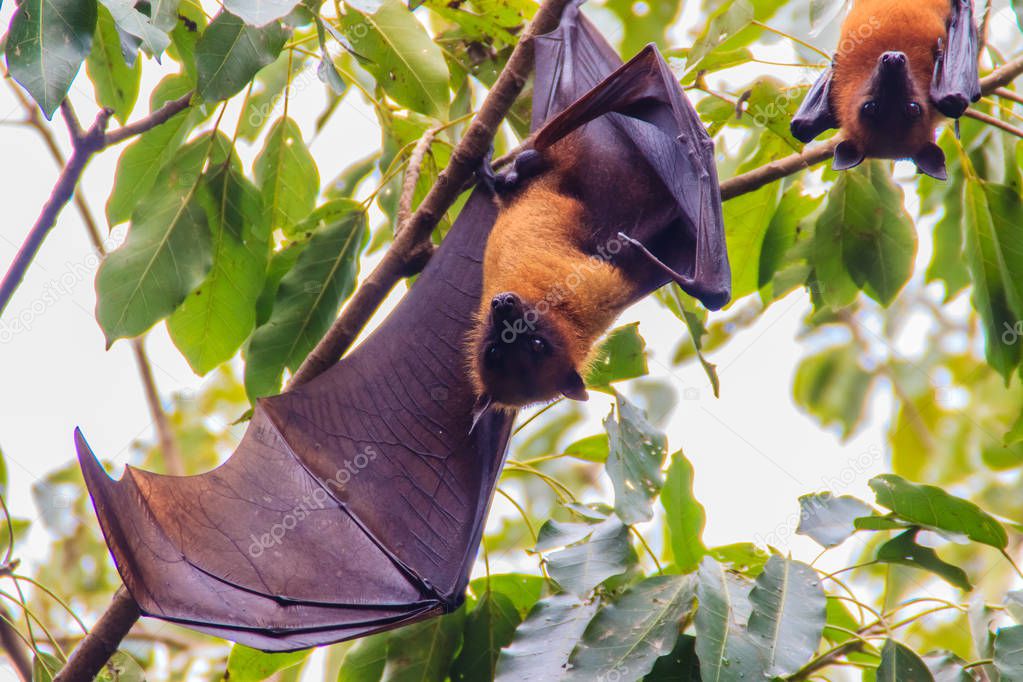 Bat hanging upside down. Lyle's flying fox,  Pteropus vampyrus