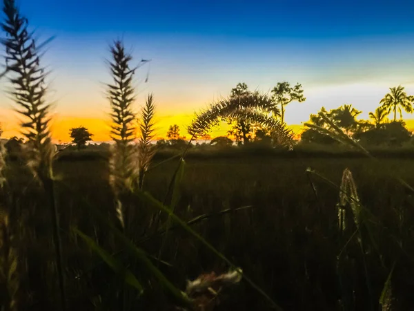 Αγροικία στην στον τομέα του ρυζιού με την Ανατολή του ήλιου το πρωί — Φωτογραφία Αρχείου