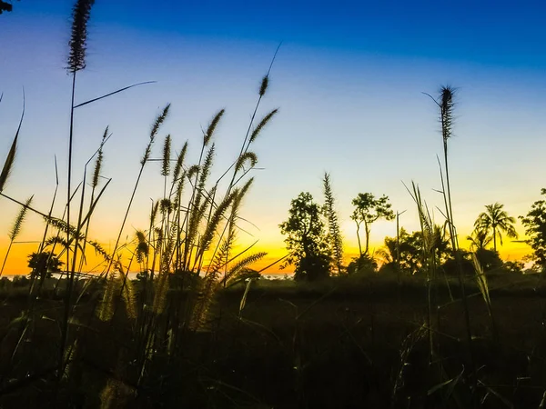 Casa de campo en el campo de arroz con amanecer en la mañana —  Fotos de Stock