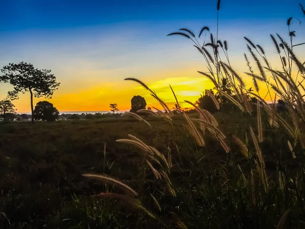 Casa de campo en el campo de arroz con amanecer en la mañana —  Fotos de Stock