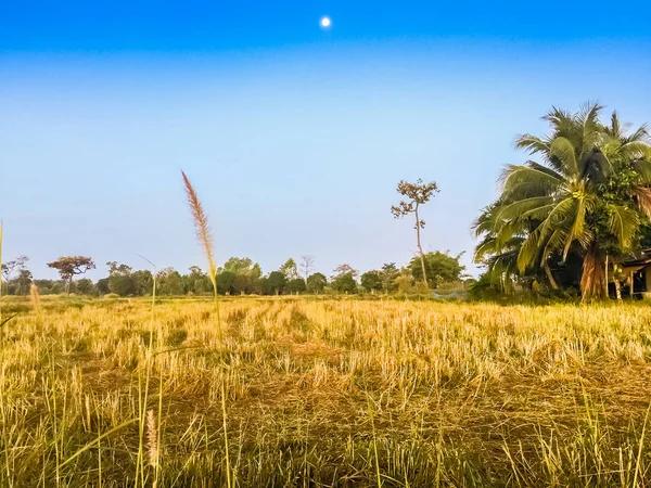 Farmhouse in the rice field with Sunrise In the Morning — стоковое фото