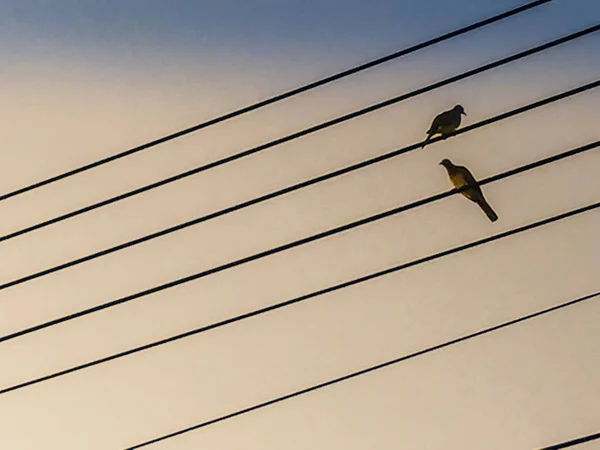 Pássaros de silhueta empoleirados no cabo elétrico no céu azul — Fotografia de Stock