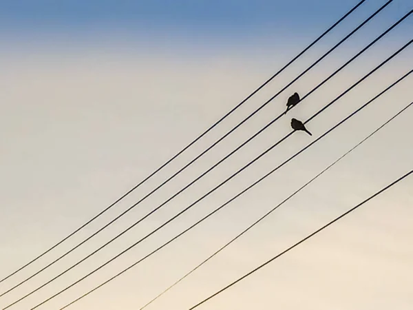 Siluety ptáků prohlížení na elektrický kabel v modré obloze — Stock fotografie