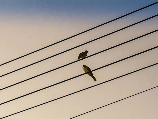 Pássaros de silhueta empoleirados no cabo elétrico no céu azul — Fotografia de Stock