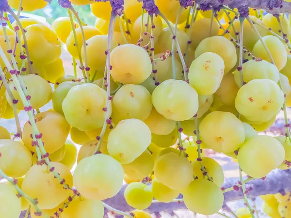 Cerca de fresco y fructífero de grosella de la estrella en el árbol — Foto de Stock