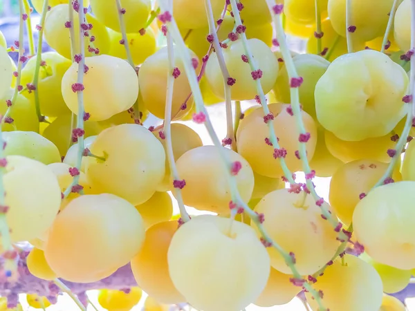 Cerca de fresco y fructífero de grosella de la estrella en el árbol — Foto de Stock