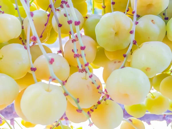 Cerca de fresco y fructífero de grosella de la estrella en el árbol — Foto de Stock