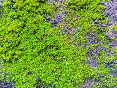 Yakın çekim eski tuğla duvar yosun ve liken