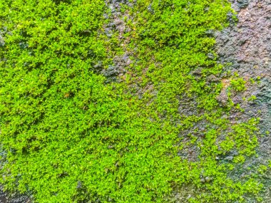 Yakın çekim eski tuğla duvar yosun ve liken