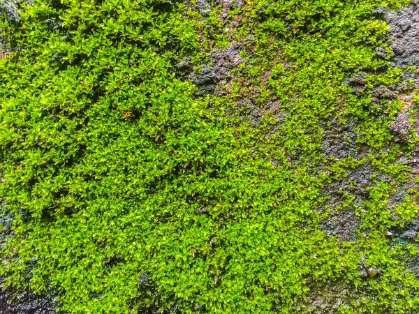 Yakın Çekim Eski Tuğla Duvar Yosun Liken — Stok fotoğraf