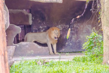 Aslan (Panthera leo) familyasından bir atmaca kedi ailesi (kedigiller); bir kısa, yuvarlak kafa, azaltılmış bir boyun ve yuvarlak kulakları ve kuyruğu sonundaki kıllı bir tutam ile kas, derin göğüslü bir kedi.