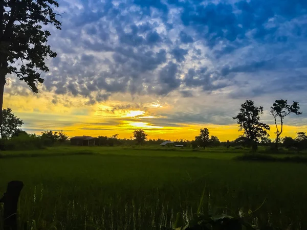 Krásný Pohled Rýže Rýžového Pole Během Sunrise Zataženo Modré Oblohy — Stock fotografie