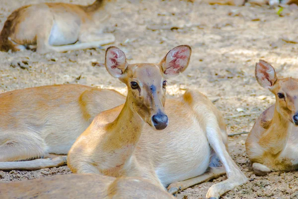 Cervus Eldi Cervo Siamese Eld Nella Foresta Naturale Cervo Eld — Foto Stock