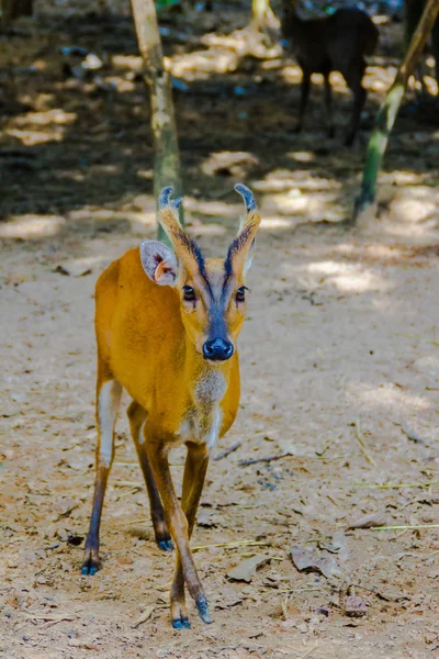 Індійська Muntjac Muntiacus Muntjak Також Називається Червоний Muntjac Гавкіт Олень — стокове фото