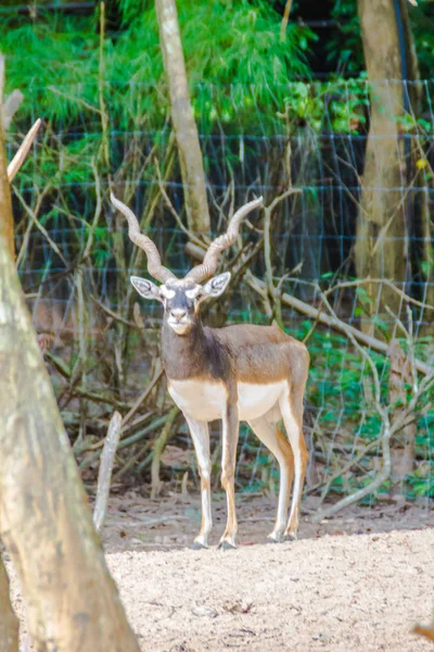 ブラック バック ストライクバリアント Cervicapra として知られているインドのカモシカは インド ネパール パキスタン カモシカです ブラック — ストック写真